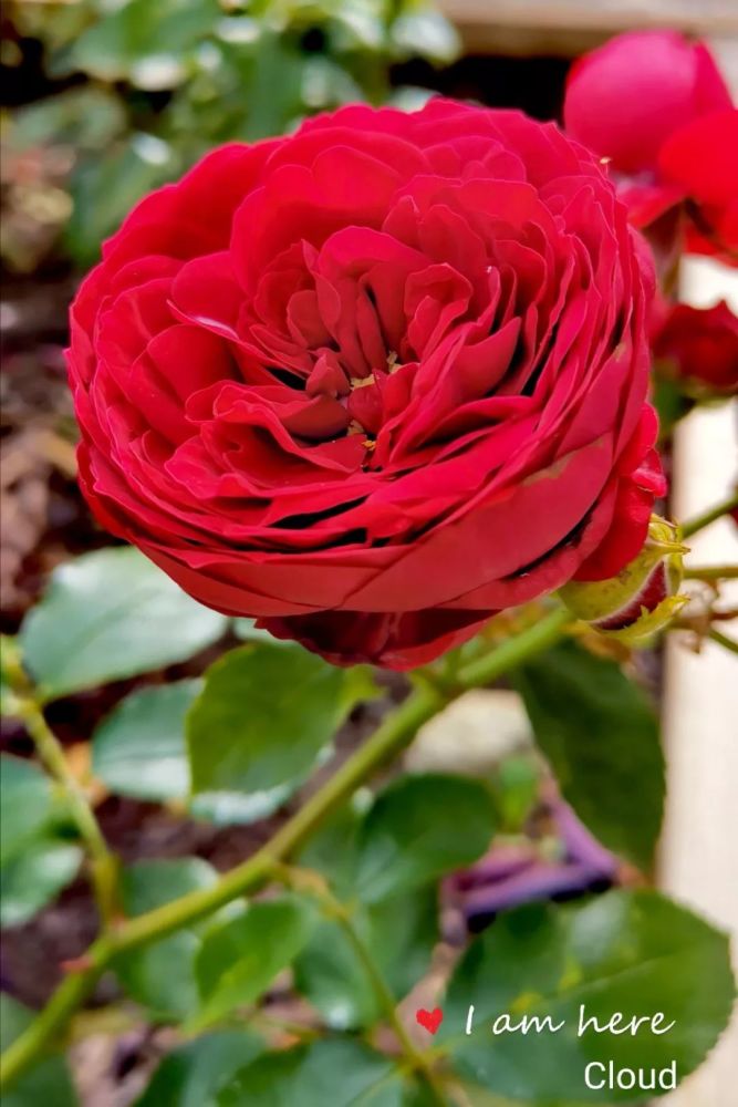 我在北美打造零下30 的温带区玫瑰园 腾讯新闻