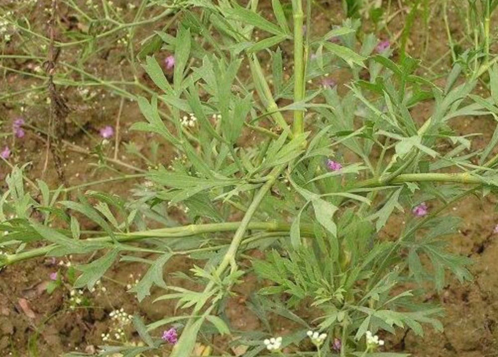 怎樣種植防風高產?