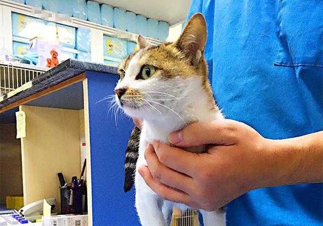 猫咪流鼻血并不简单，可能是患有猫白血病，3点预防要做好猫咪猫 