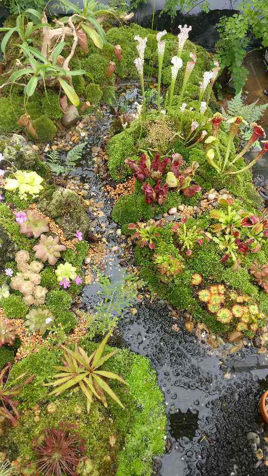 会吃虫子的植物 家里小孩都喜欢 养一盆干净又杀虫 腾讯新闻