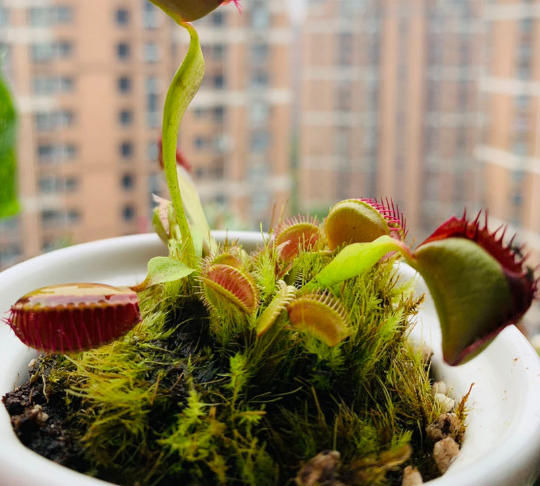 会吃虫子的植物 家里小孩都喜欢 养一盆干净又杀虫 腾讯新闻