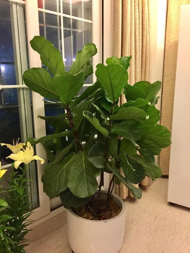 客厅应该摆放大气盆栽 别纠结养什么了 琴叶榕是最佳选择 腾讯网