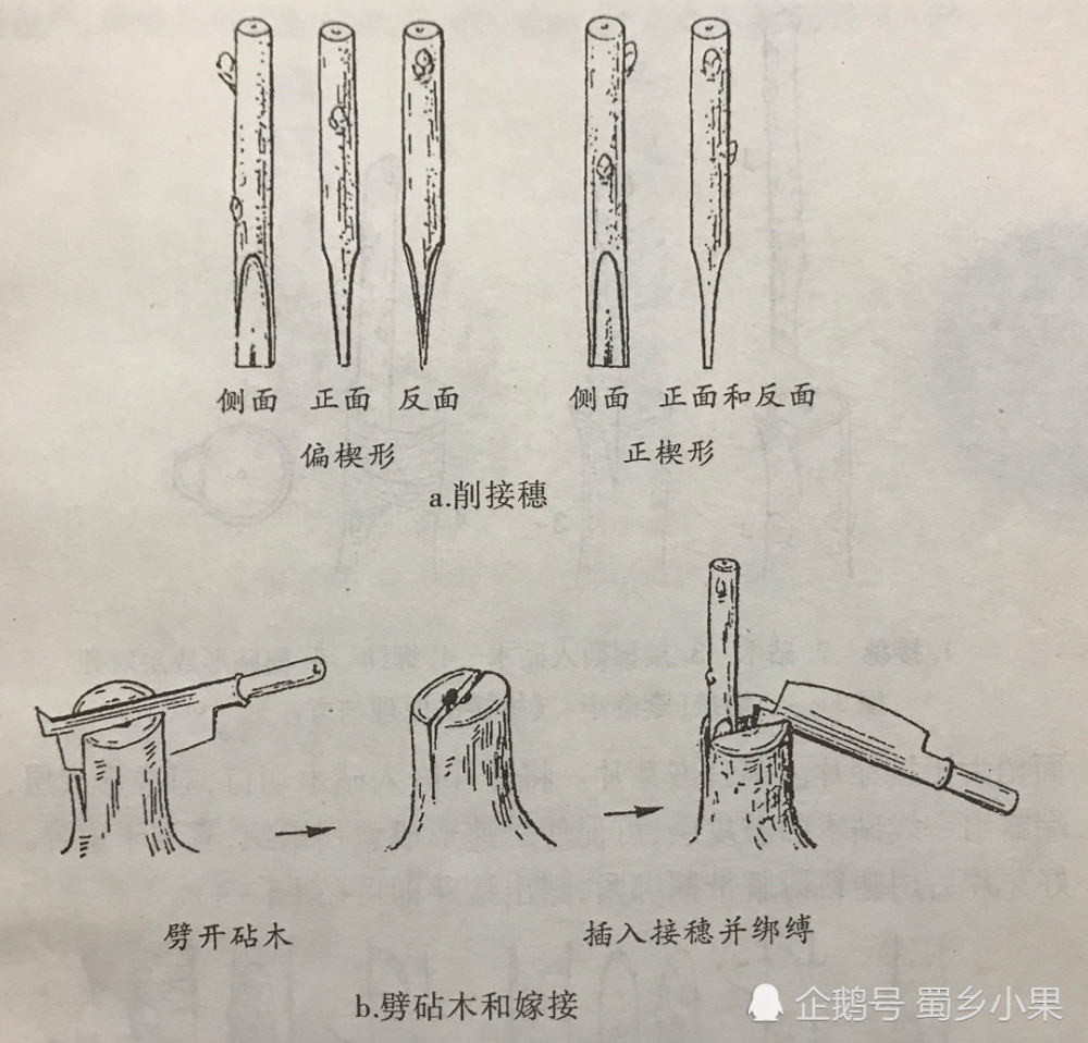 嫁接繁殖保持优良品种特性猕猴桃苗的嫁接四步骤高成活率方法