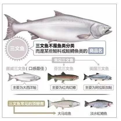 新版指鹿为马 假三文鱼如何在中国大行其道 腾讯新闻