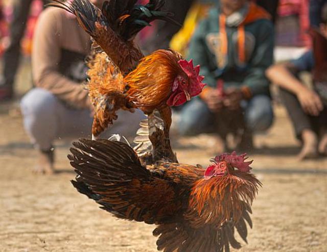 印度男子围观斗鸡比赛被斗鸡腿上所绑利刃割伤腹部身亡