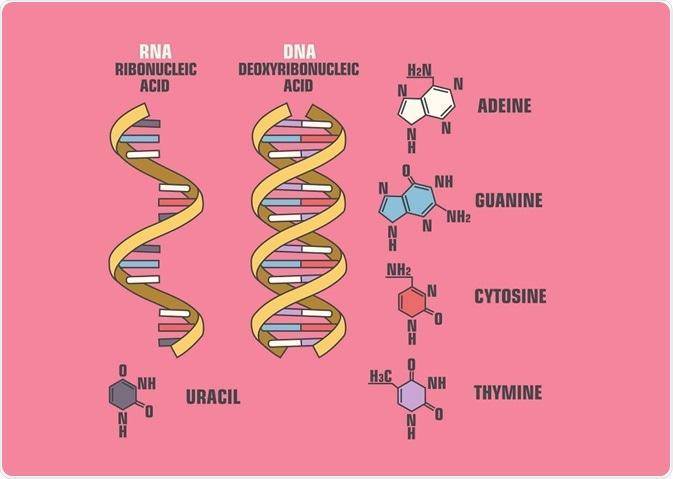 开始这些生命没有细胞膜,没有复杂的细胞器,也没有稳定的遗传物质dna