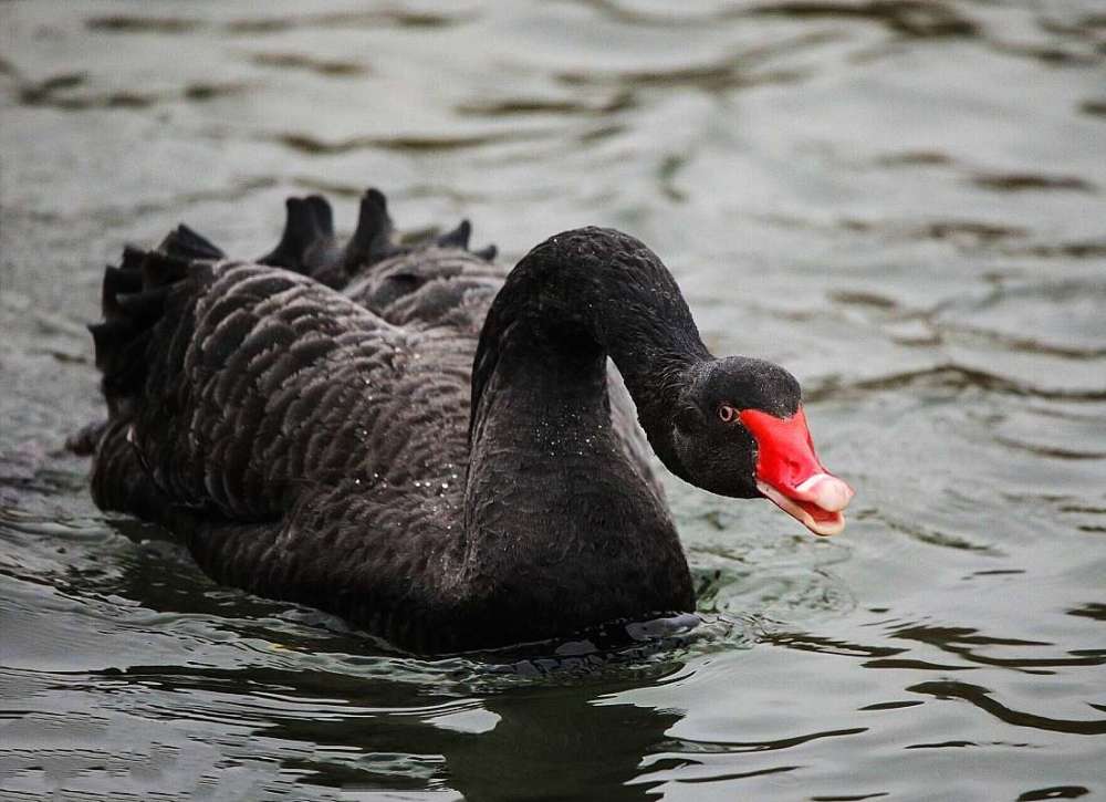 走进双龙湖寻那身着黑色礼服的黑天鹅