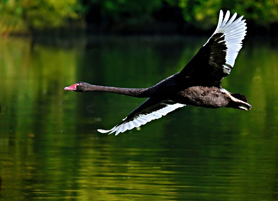 走进双龙湖寻那身着黑色礼服的黑天鹅