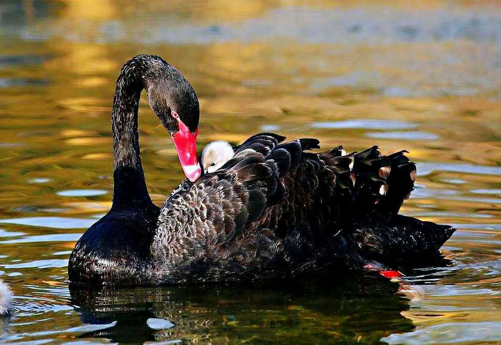 拍    摄:海阔天空(刘佳)(全文完)远看丑鸭伴残荷,近观披翎本黑鹅