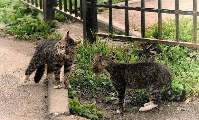 两只正在对峙的猫:"给你个眼神自己体会……"_腾讯新闻