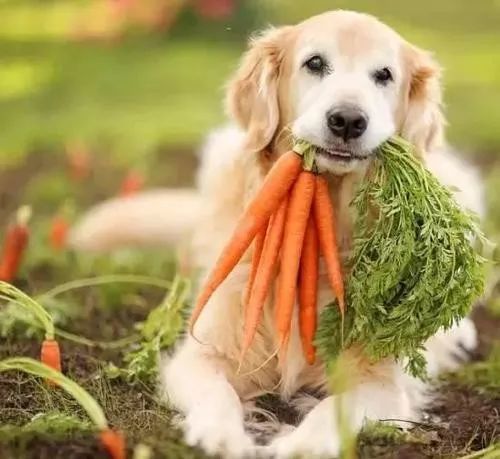 "狗是杂食动物,可以适应营养均衡的素食饮食
