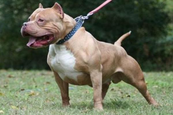 地球上10大猛犬 西藏獒犬和比特犬均上榜 哪种犬最凶猛 腾讯新闻