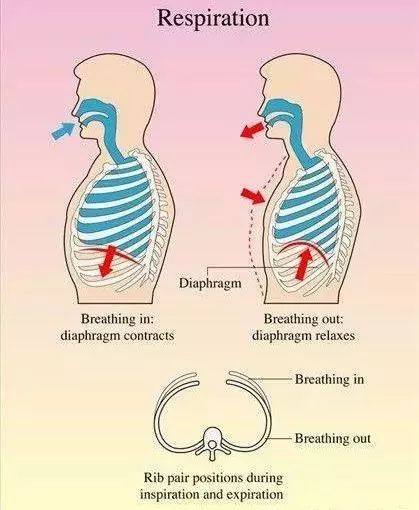 腹式呼吸法收藏
