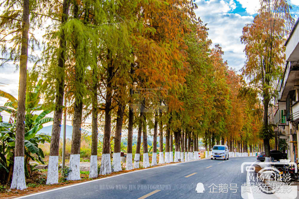 广东始兴县有一条最美的河南路,绵延十几里的落羽杉,景色美如画