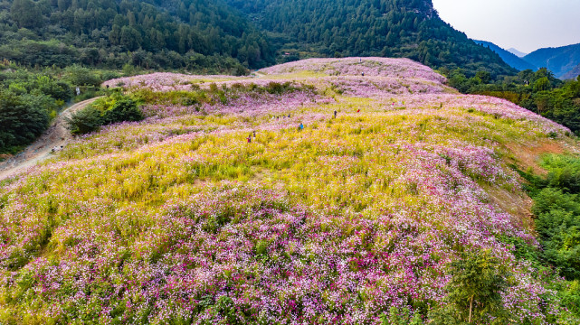 山东济南龙洞风景区格桑花海成为网红打卡地吸引众多游客真美