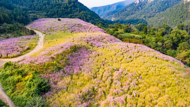 山东济南龙洞风景区格桑花海成为网红打卡地吸引众多游客真美