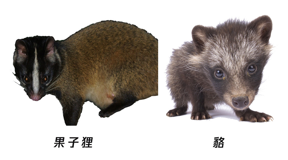 貉"曾经有一个流传甚广的说法在2002-2003年非典肆虐的时期不少人应该