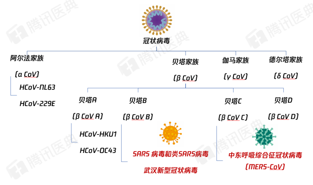 新型冠状病毒和sars是啥关系这个病毒家族是毒王专业户