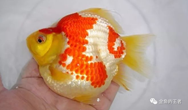 18种懒人鱼 有水就能活 好看又好养 腾讯新闻