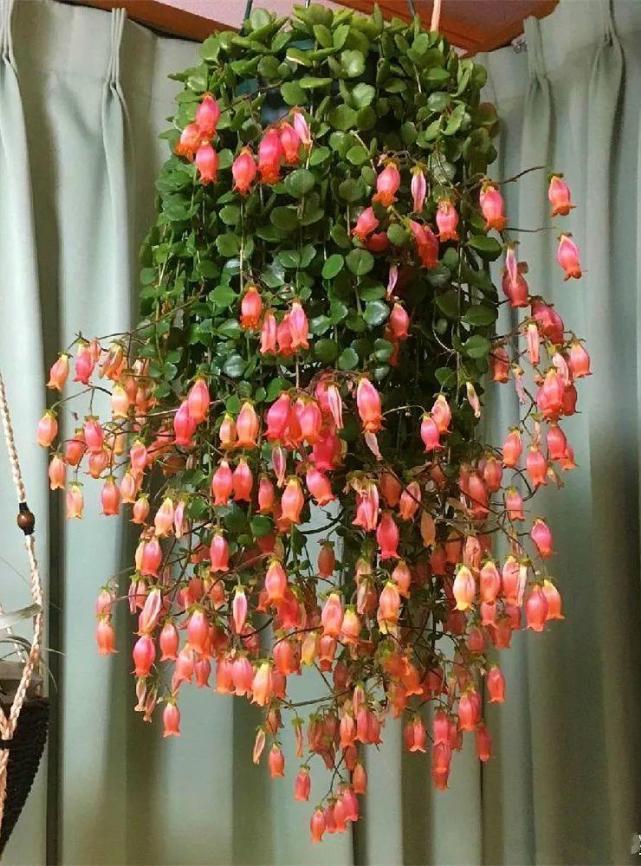 长寿|吊兰|长寿花