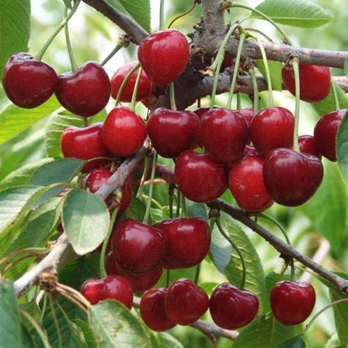 想要在家自己盆栽车厘子 不知怎样做 一起学起来吧 腾讯新闻