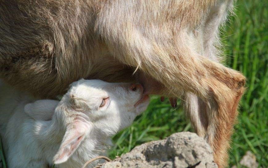 绝大部分动物都有繁殖季,为何偏偏人类没有?