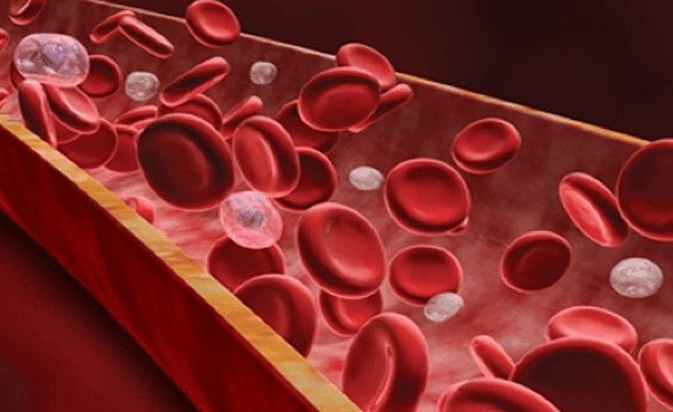 血栓的"克星"找到了,经常泡水喝,净化血液,血管干净又通畅