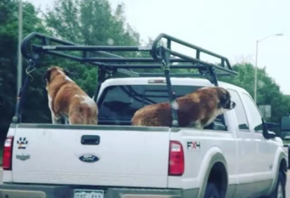 我在春运大军里发现一只狗 腾讯新闻