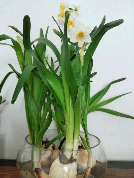 水仙叶子"七零八乱",千万别大意,狠心剪一刀,蹭蹭冒花箭