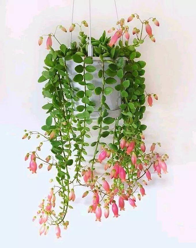 让人不禁疑问:它到底是长寿花还是吊兰长寿花也能吊着养,而且还很漂亮