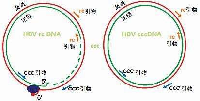 乙肝|乙肝新药开发设计，胃肠肝病学期刊点评，研究组合顺序是大方向