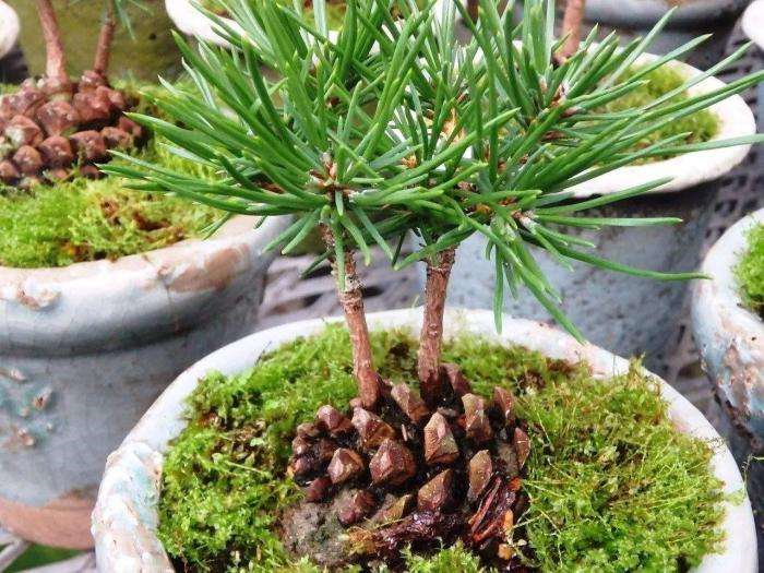 松树全身都是宝 松针 松球 松花粉 家附近有一棵就赚大了 腾讯新闻