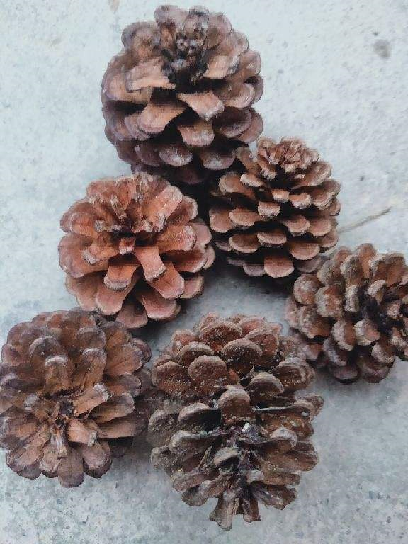 松树全身都是宝 松针 松球 松花粉 家附近有一棵就赚大了 腾讯新闻