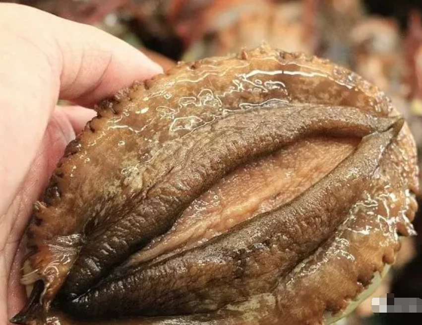 第一次吃鲍鱼,当服务员问你要"几头"时,网友:不会回答真是丢大人了!