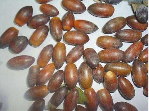 再有一点,苦栗子不是像板栗一样生长在满身是刺的壳中,而是直接生长在