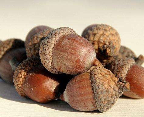 这时候可不能直接吃哦,要经过加工之后才可以食用,可以捣成泥做成苦栗