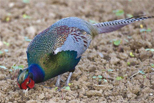 日本的国鸟是绿雉,美国的国鸟是鹰,中国的是什么?却少有人知道