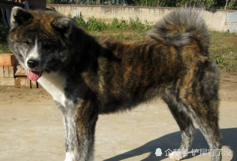 它曾经是"狗中之王",古时候的皇家御用猎犬,现变成土狗少有人养