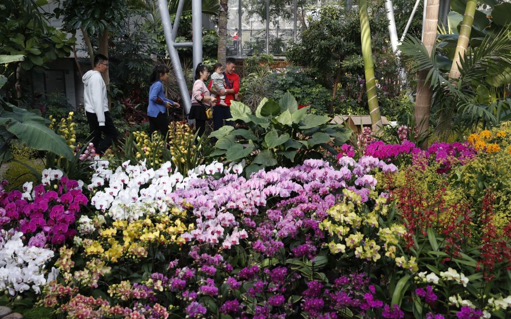 北京植物园兰花展2022图片