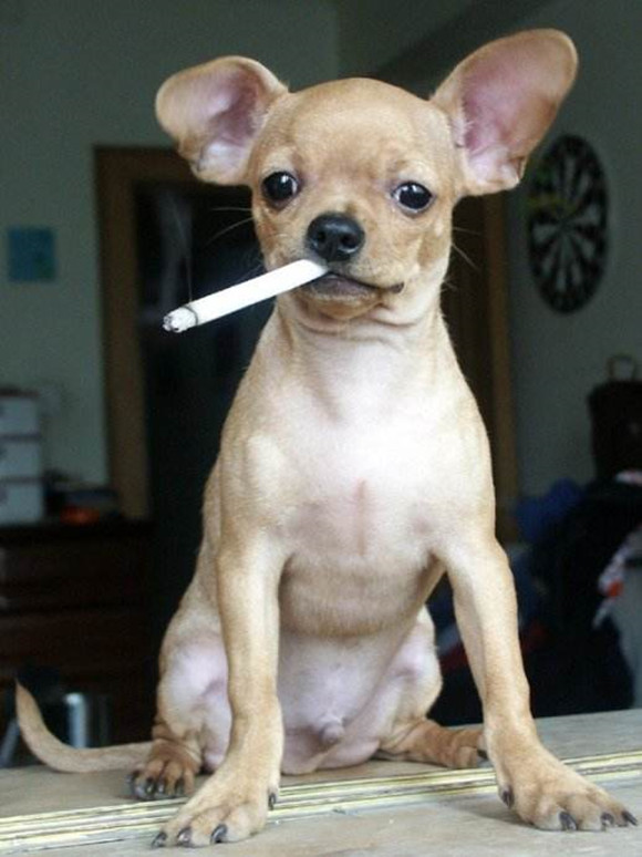 吸烟有害健康你以为只是危害人类健康吗狗狗也难逃困扰