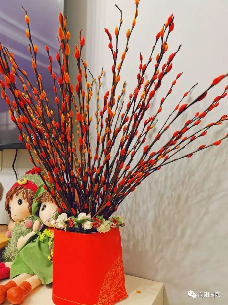 家里养插花 蜡梅 银柳选哪个 根据家庭情况 两种都可以 腾讯新闻