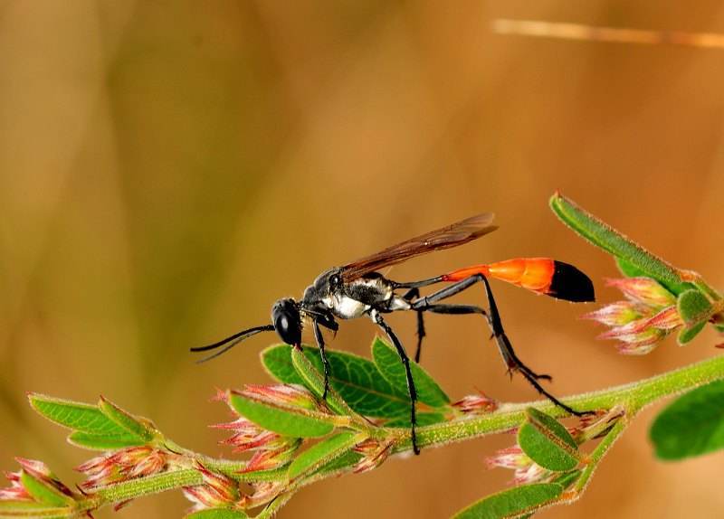 昆虫界只会在育儿期间能成为 捕猎高手 的一种神奇的蜂类 腾讯新闻