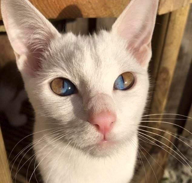 黄眼睛的蓝猫图片