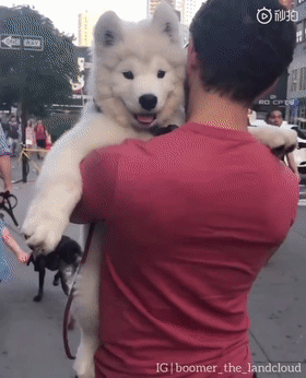 据说萨摩耶是最有偶像包袱的狗子,看完这些照片我信了