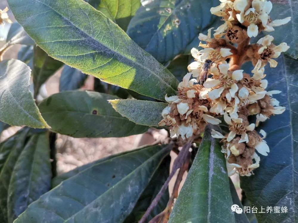 蜜蜂養殖之粉蜜源植物 枇杷