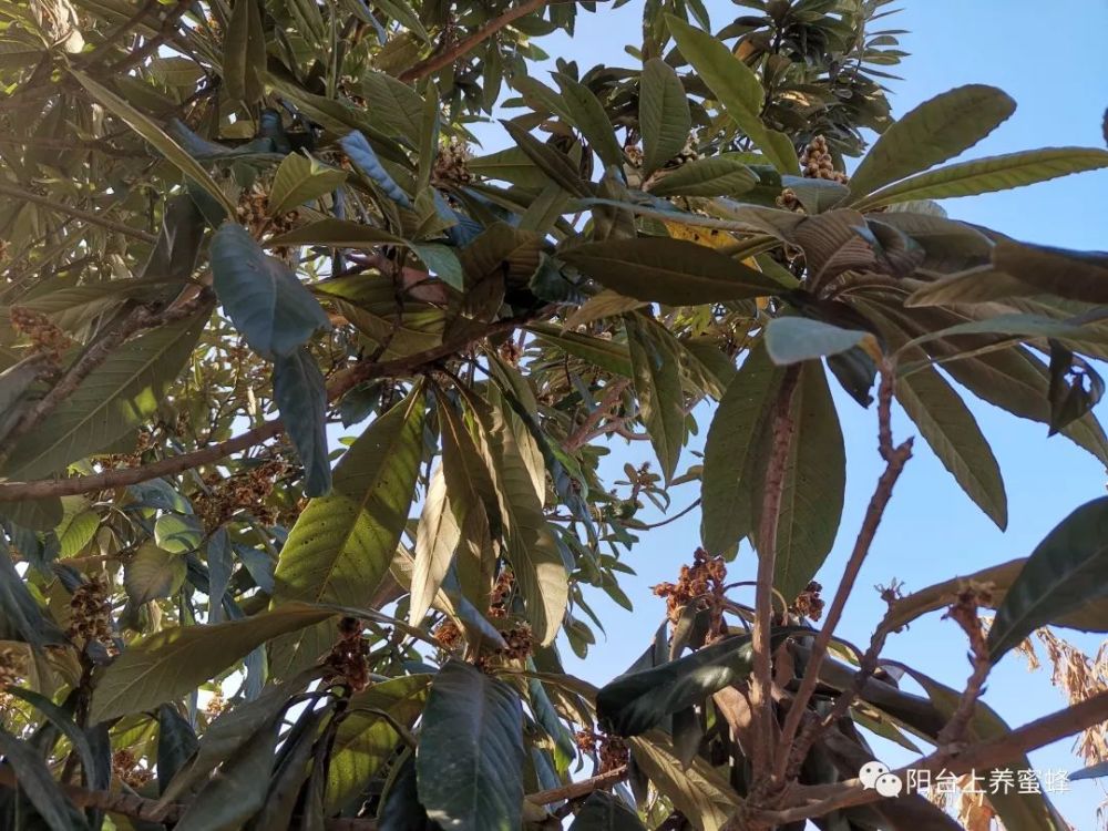 蜜蜂養殖之粉蜜源植物 枇杷