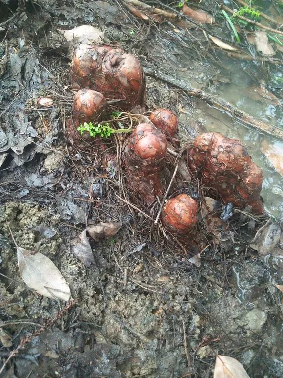 路边水杉的气根,可以看到有树皮,形似罗汉,做成盆景根雕会很漂亮.