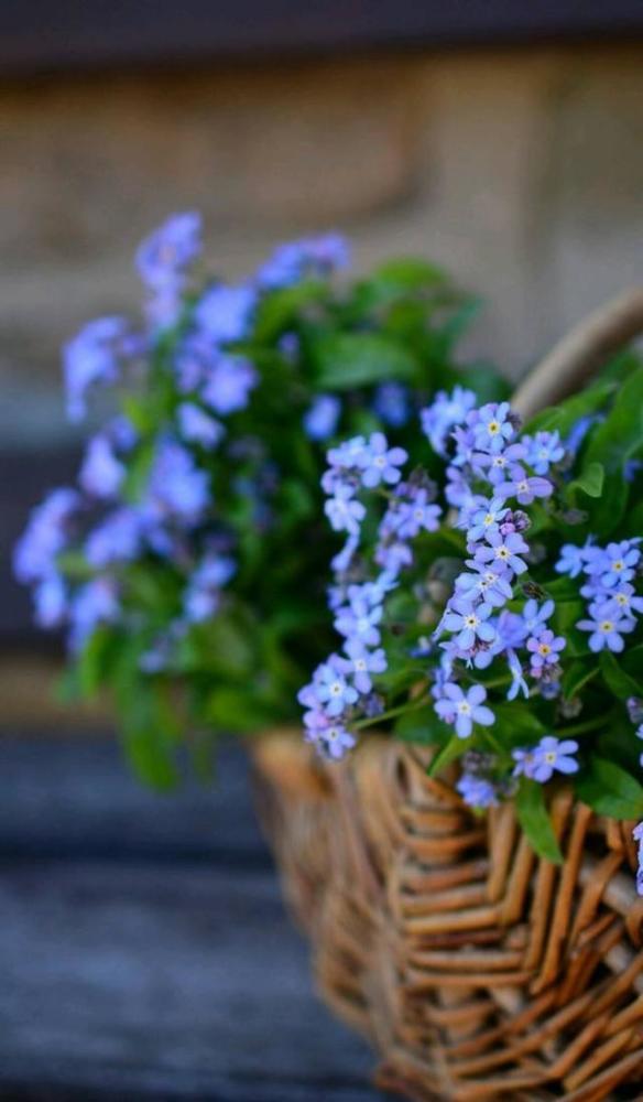 勿忘我经常用做干花 现在养成盆栽也可以 花期到了砰砰开花 腾讯新闻