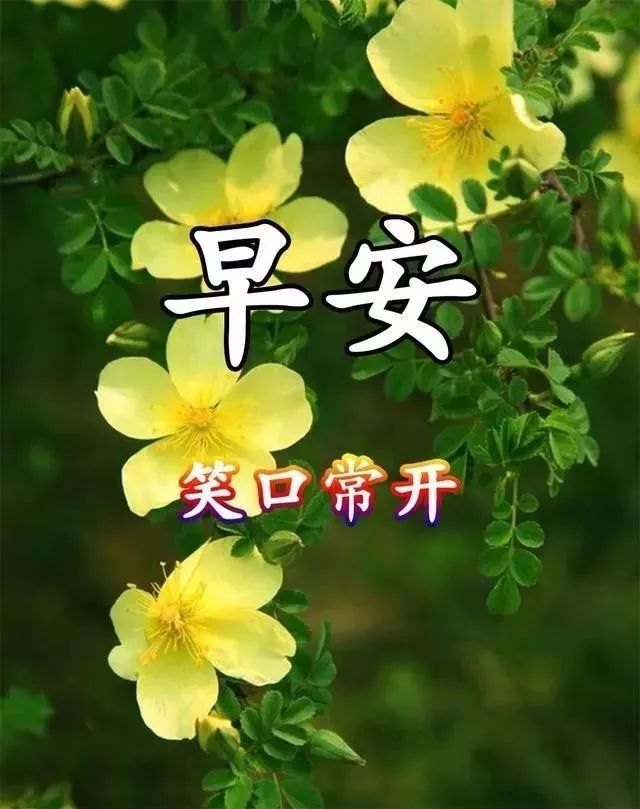 2020大家早上好的問候陽光句子,新年特漂亮帶字帶祝福圖片