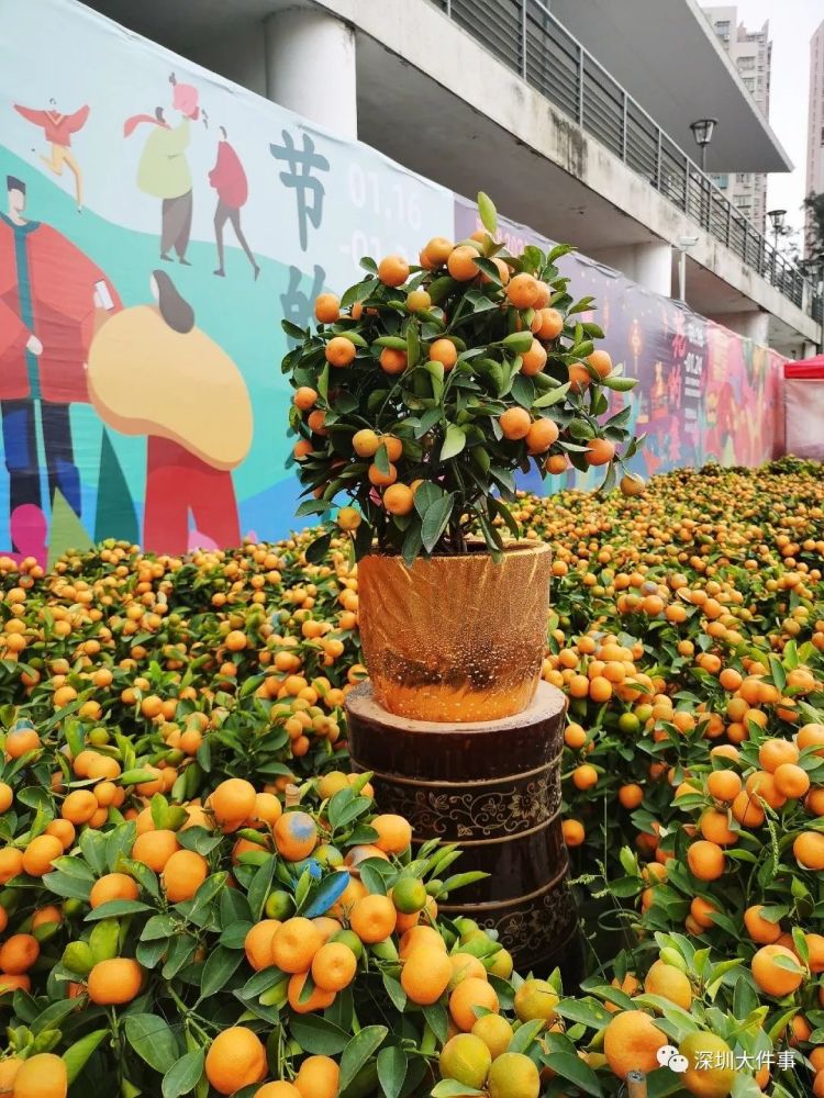 过年买花哪儿最便宜深圳三大花市实地测评秘密就在这